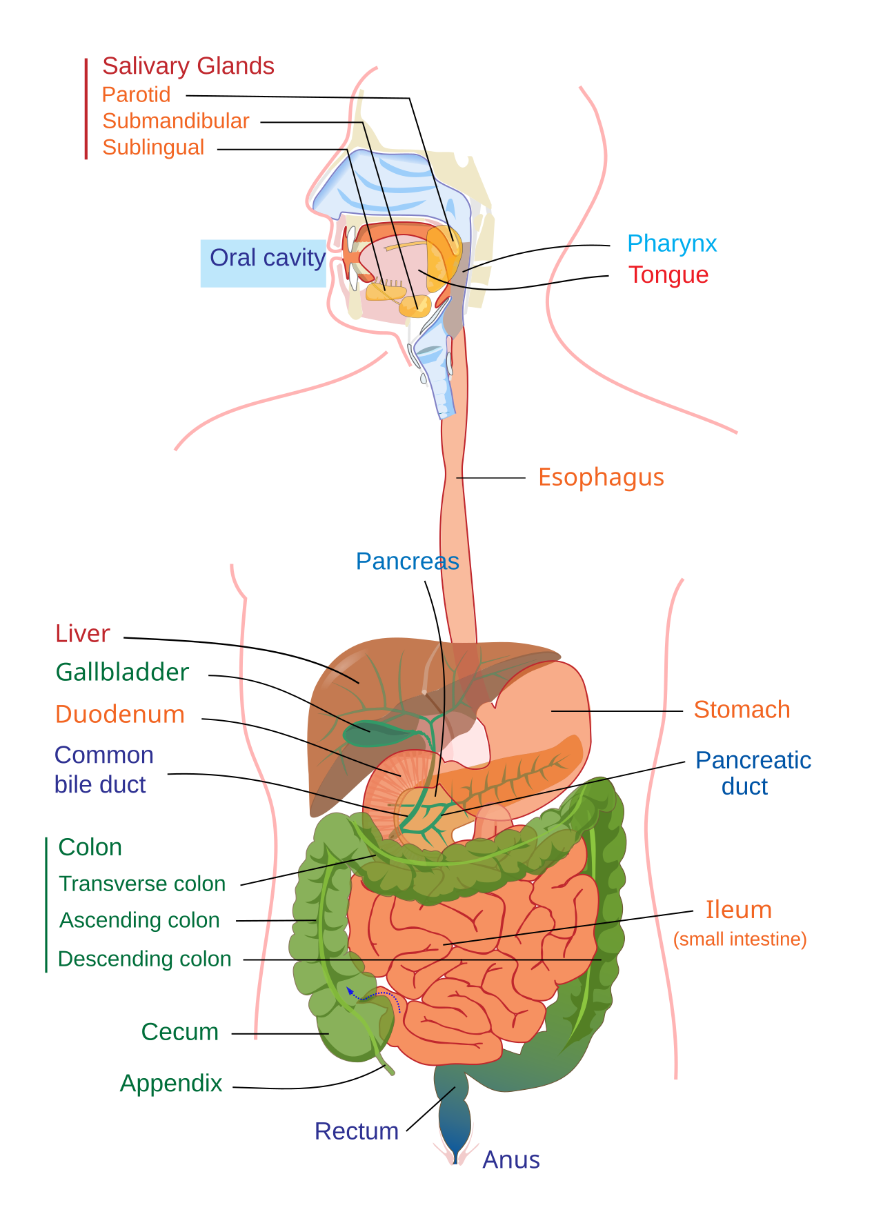 Gut Health and IBS: What Your Digestive Symptoms Actually Mean